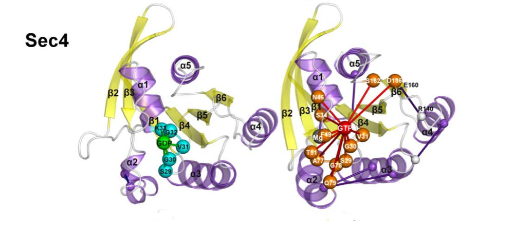 Nucleotide Binding Switches the Information Flow in Ras GTPases