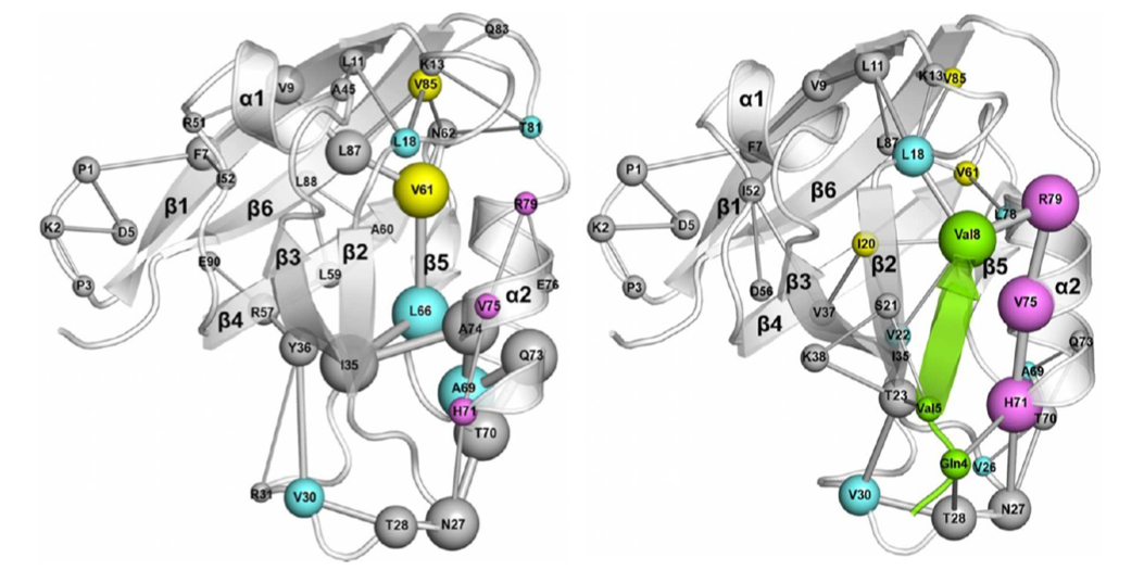 A Mixed Protein Structure Network and Elastic Network Model Approach